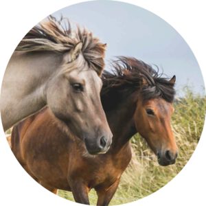 012 wilde paarden
