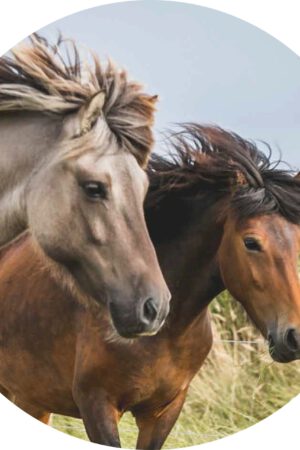 012 wilde paarden